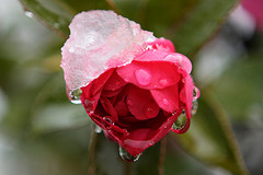 とんび 04 俺の秘すれば花は 見事に散った Prime Number とんび 04 俺の秘すれば花は 見事に散った Prime Number