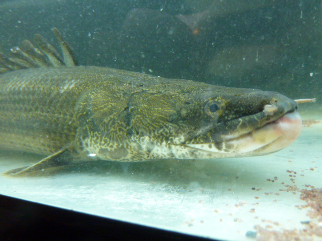 トゥルカナビキール 60アップ