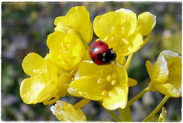 菜の花とてんとう虫_c0037204_22324795.jpg