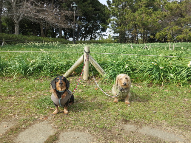 葛西臨海公園＠水仙 ♪_a0227507_2236102.jpg