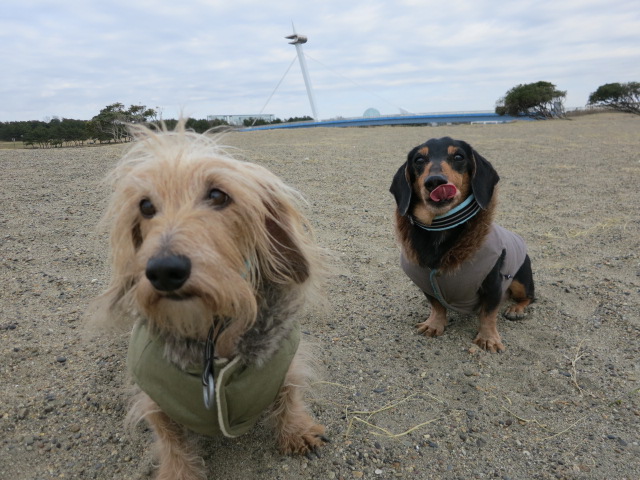 葛西臨海公園＠水仙 ♪_a0227507_237352.jpg