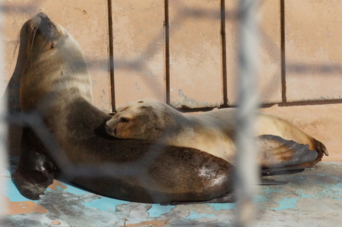 釧路市動物園　冬まつり_d0253009_16183587.jpg