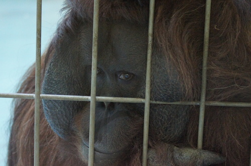 釧路市動物園　冬まつり_d0253009_16195514.jpg