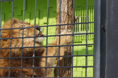 釧路市動物園　冬まつり_d0253009_16234047.jpg