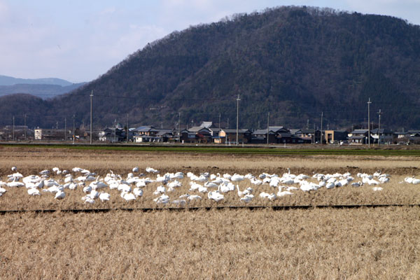 滋賀県湖北野鳥センター_e0048413_20491159.jpg