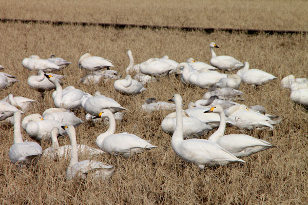 滋賀県湖北野鳥センター_e0048413_2049229.jpg