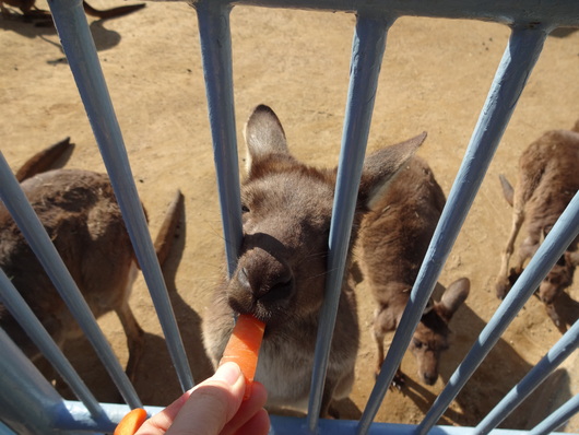 浜松動物園_b0223322_2125782.jpg