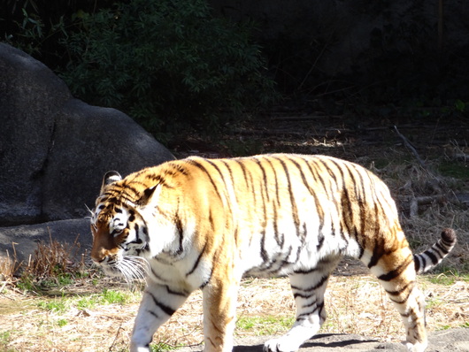 浜松動物園_b0223322_21285877.jpg