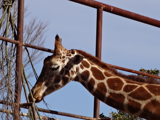 浜松動物園_b0223322_21314530.jpg