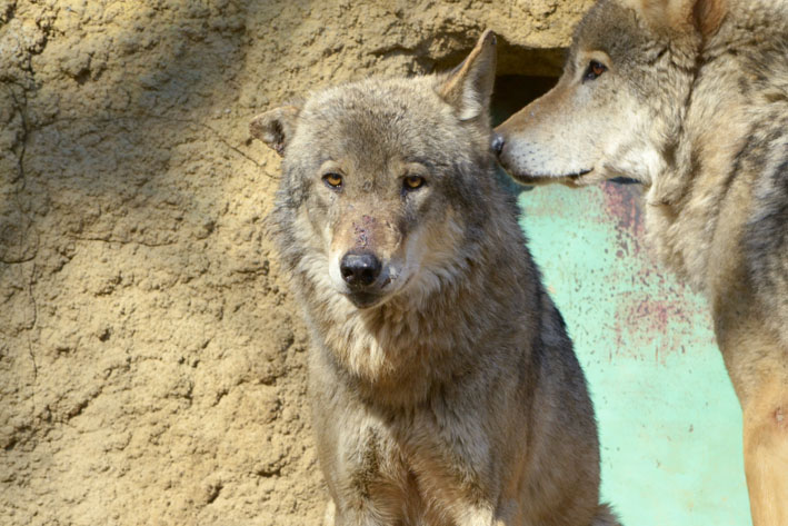 果てなき闘争 5 13 1 今日ものんびり動物園 果てなき闘争 5 13 1 今日ものんびり動物園