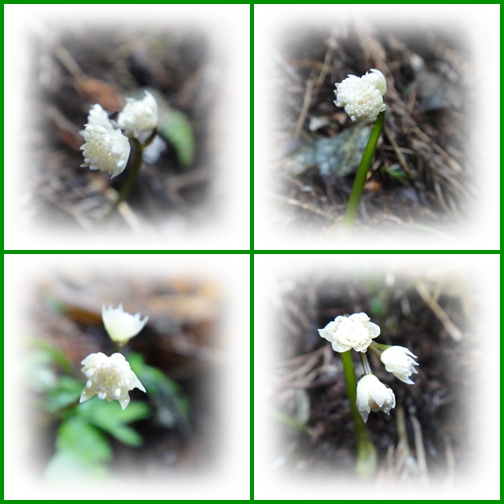 春の花を求めて～　セリバオウレン_e0164643_22502897.jpg