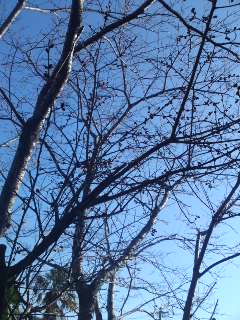 c0115560_10405428.jpg