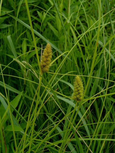 d0019074_912677.jpg