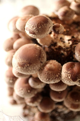 しいたけ栽培日記 Soleilの庭あそび 布あそび