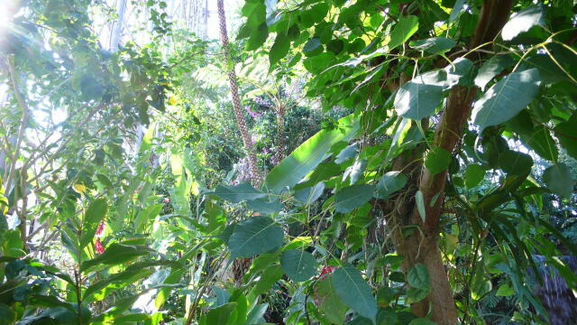 夢の島熱帯植物館_b0284585_17144457.jpg