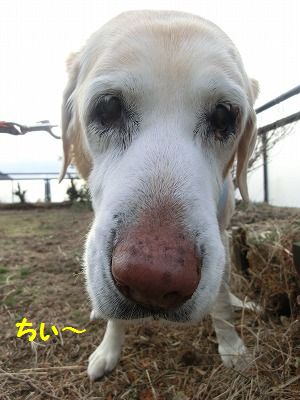 ☆祝☆ たくさんのオメデトウの日・・追加あり_e0222588_14414612.jpg