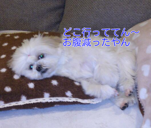 b0237894_20131855.png