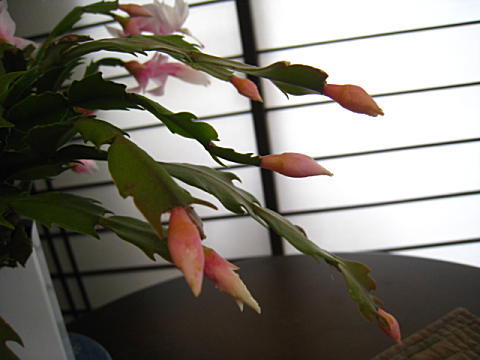 d0046702_10391253.jpg