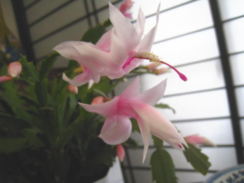 d0046702_1039261.jpg