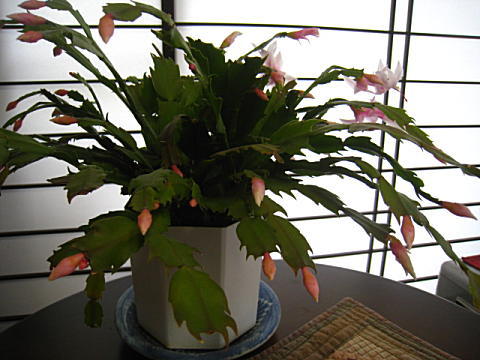 d0046702_10392737.jpg