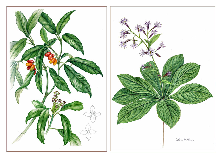 アートでみる日本の固有植物展 に出展しました ボタニカルアート 四季折々 アートでみる日本の固有植物展 に出展しました ボタニカルアート 四季折々