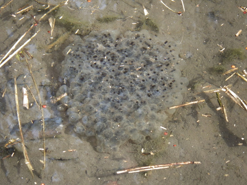 まだまだ寒いのに卵から孵った毛虫が 昆虫ブログ むし探検広場