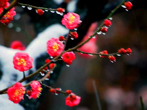 紅梅と雪　（２月６日　中野区上高田　金剛寺にて）_a0023315_1433957.jpg