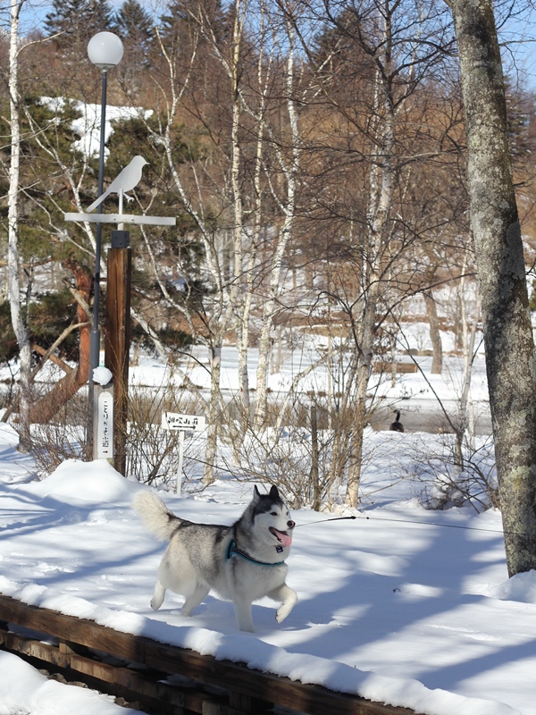 軽井沢で雪遊びの巻　-タリアセンお散歩-_b0207615_2362845.jpg