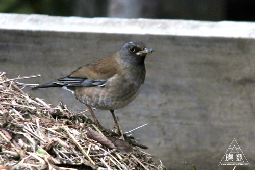 c0211532_025524.jpg