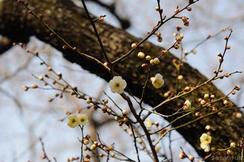 暖かだったり、寒かったり。。_c0133533_19573860.jpg