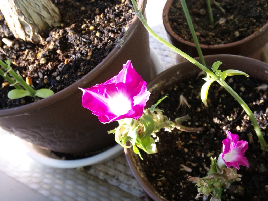 1月の植物の様子_e0211937_17351091.jpg