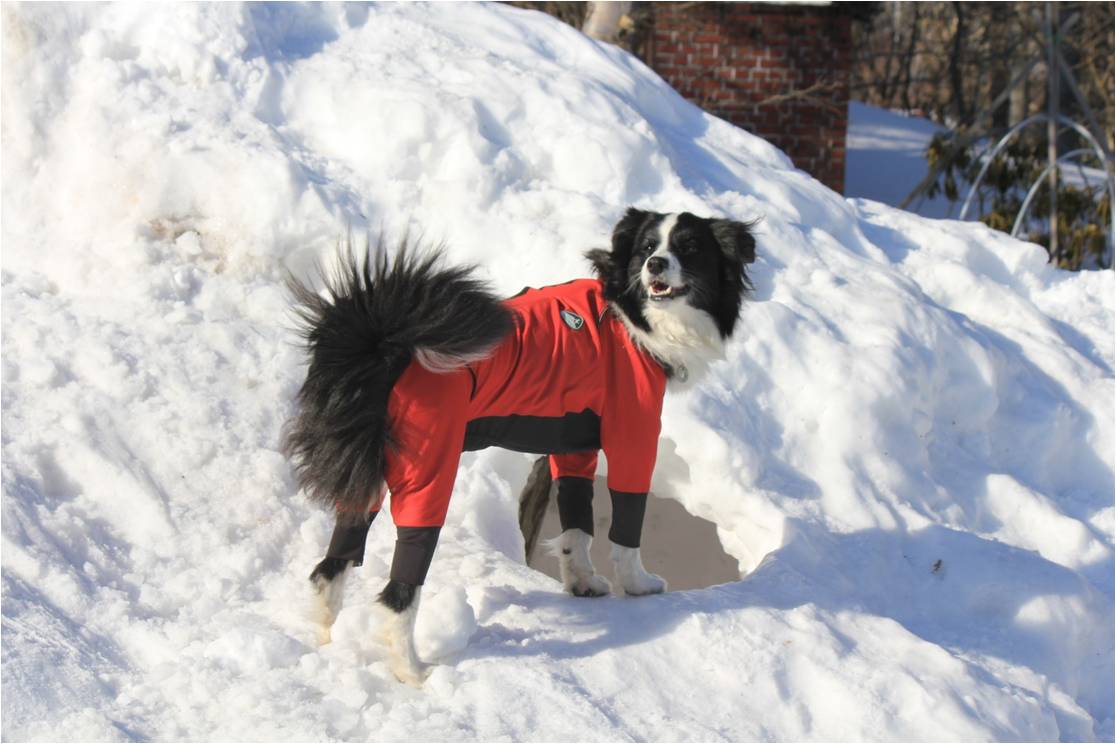 雪の穴からこんにちは ♪_b0245048_20345127.jpg