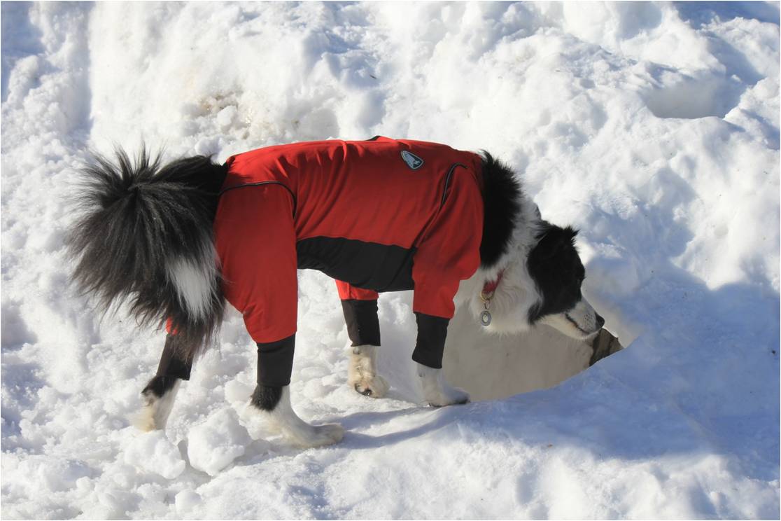 雪の穴からこんにちは ♪_b0245048_20351969.jpg