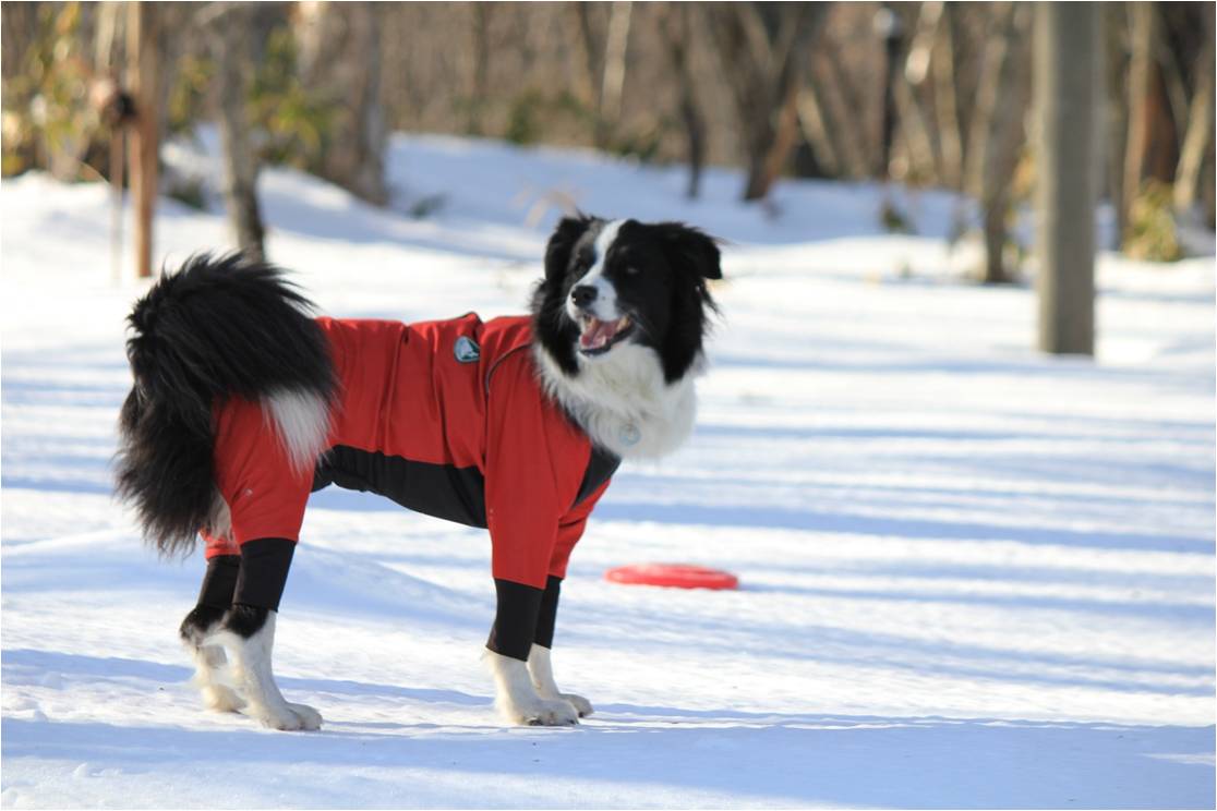 雪の穴からこんにちは ♪_b0245048_20535817.jpg