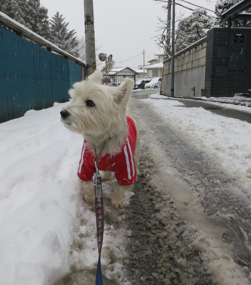 どっろどろ　の　ぐっしゃぐしゃ_c0260460_17101979.jpg