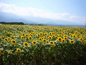 空には　キレイな花火が咲いて。。。_d0174765_2141779.jpg