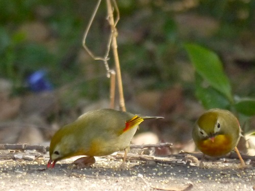 ソウシチョウ（相思鳥）・・・特定外来生物　初見初撮り_d0088184_14435610.jpg