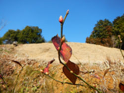 c0194485_16153343.jpg