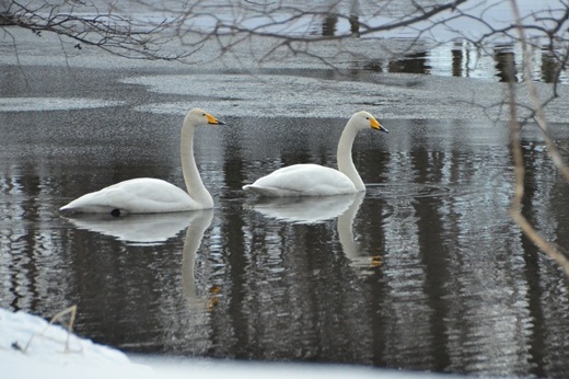 2013年2月7日（木）：明日は除雪かなあ・・・[中標津町郷土館]_e0062415_2093273.jpg