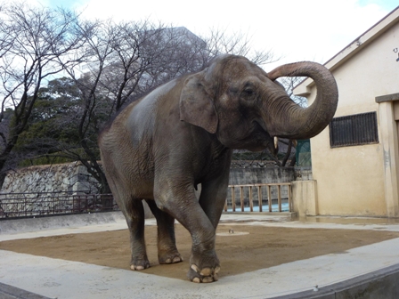 姫路市立動物園の姫子がお嫁に行きます！_d0281322_14553559.jpg