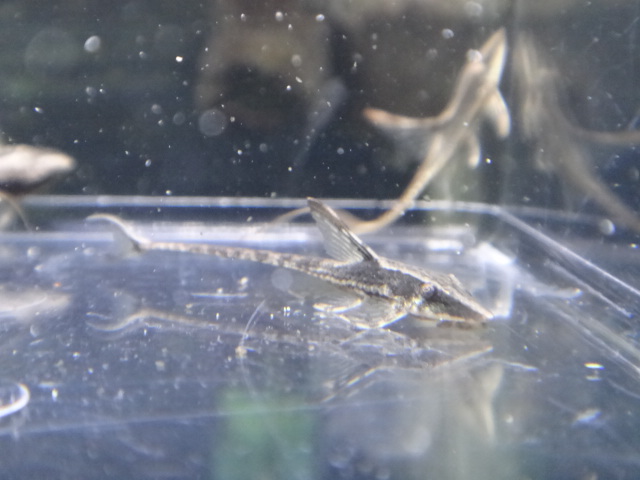 130207 熱帯魚・水草_f0189122_13326.jpg