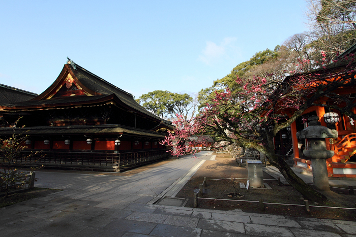 梅の北野天満宮（中編）_b0169330_23475837.jpg