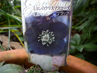 e0272335_20421921.jpg