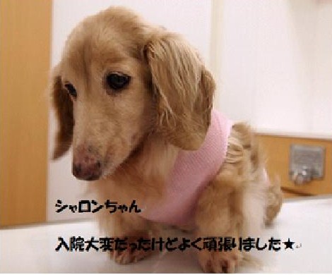 女の子の病気_e0268036_21475642.jpg