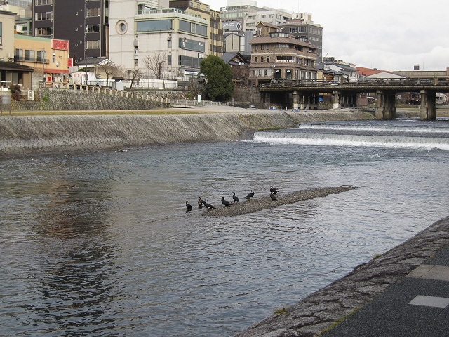 『鴨川の鳥たち』_e0237645_16402925.jpg