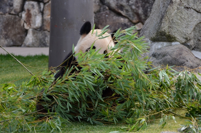 ２０１３年１月白浜パンダ見隊２その７　海ちゃん陽ちゃんプロレスとご飯１_a0052986_724341.jpg