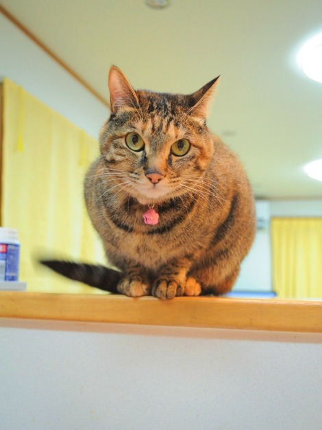 どこにいる?_a0126590_2219212.jpg