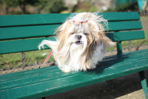 c0090198_4145755.jpg