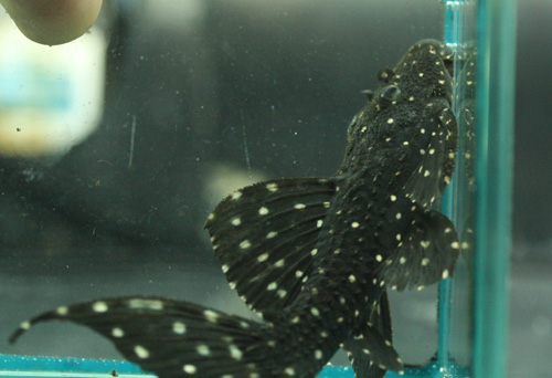 c0165800_21202650.jpg