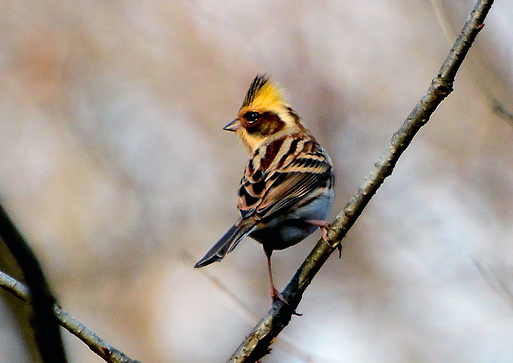 2013　02　08　ミヤマホウジロ_d0127815_8501016.jpg